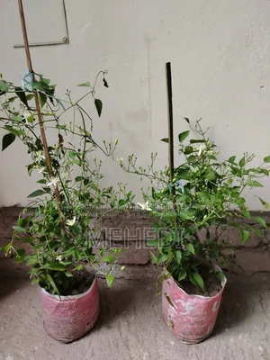 Aromatic Jui Plant