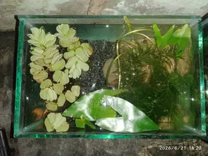 Aquarium With 5 Polar Parrot And 2 Apple Snail For Sale