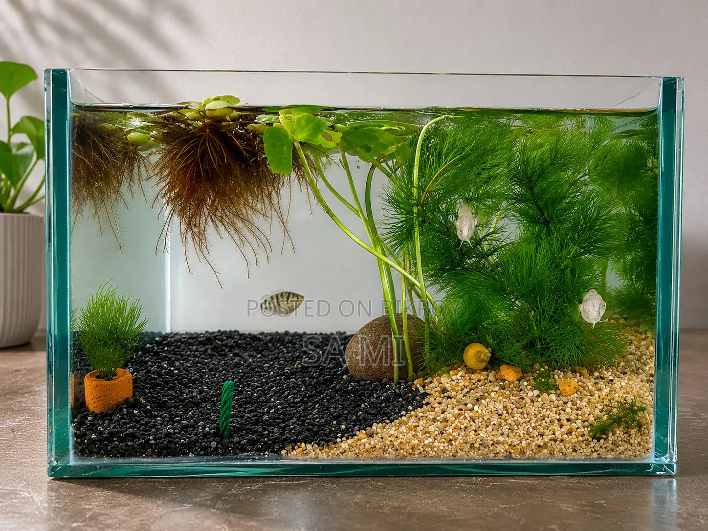 Aquarium With 5 Polar Parrot And 2 Apple Snail For Sale