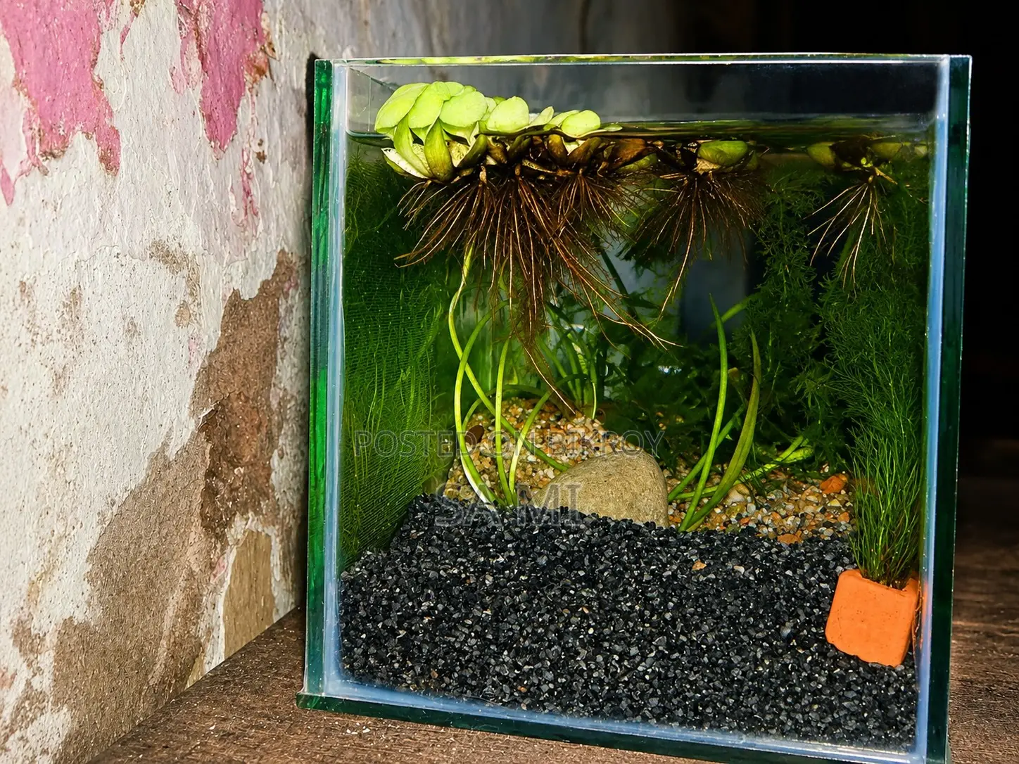 Aquarium With 5 Polar Parrot And 2 Apple Snail For Sale