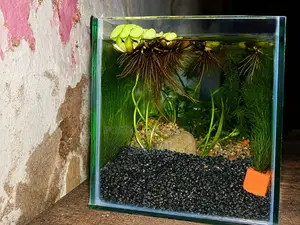 Aquarium With 5 Polar Parrot And 2 Apple Snail For Sale