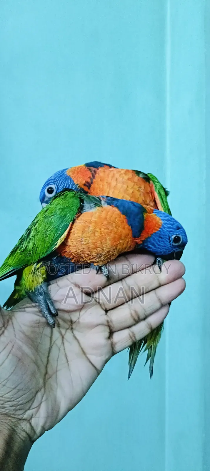 Red Collared Lorikeet Tame Pair