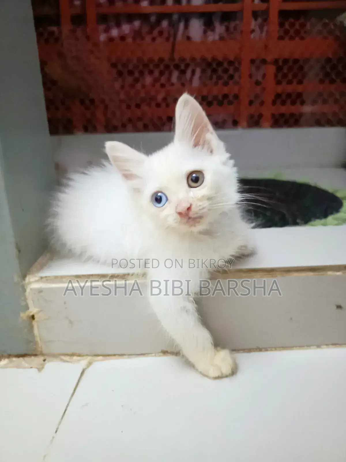 1-3 Months Female Mixed Breed Persian