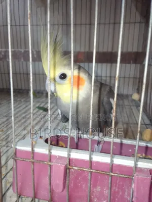 Grey Male Cockatiel