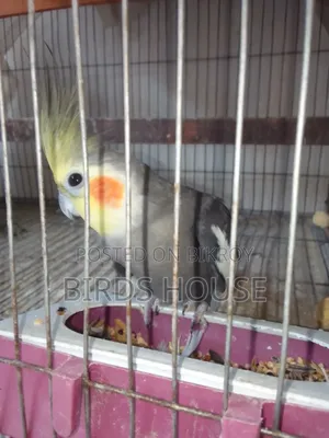 Grey Male Cockatiel