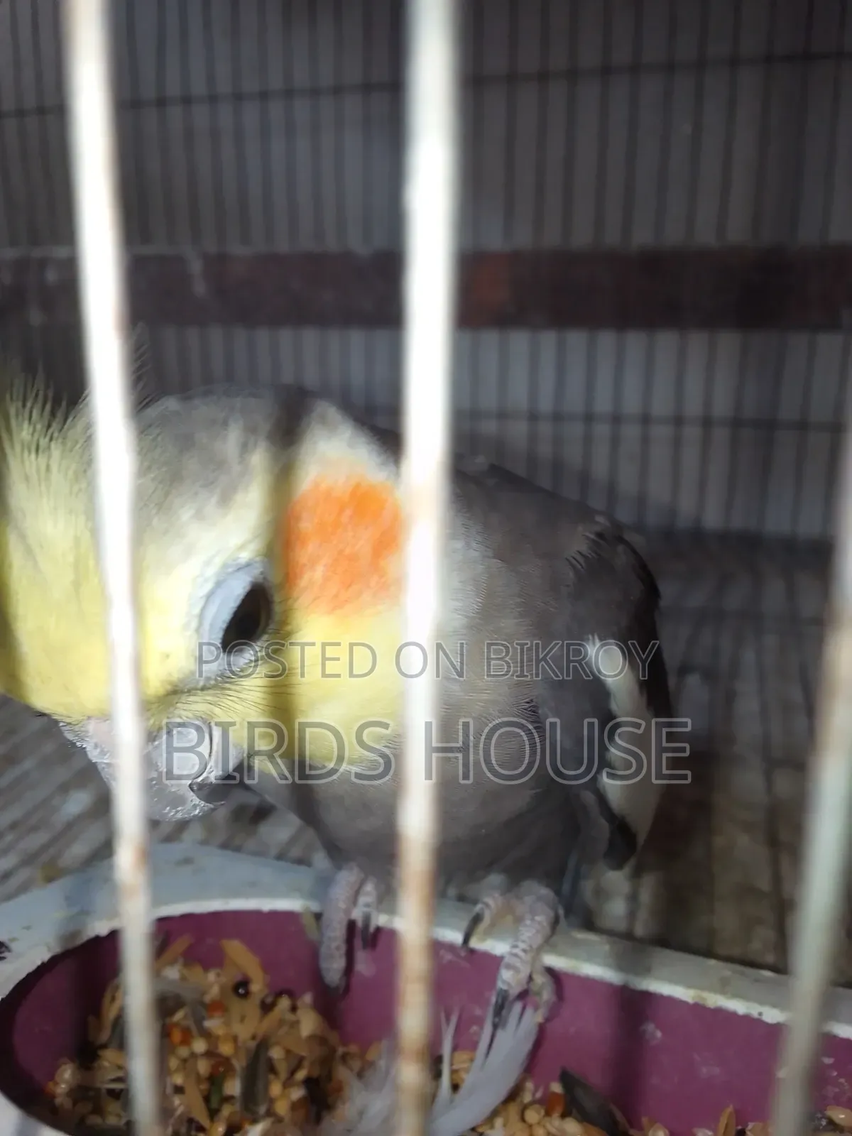 Grey Male Cockatiel