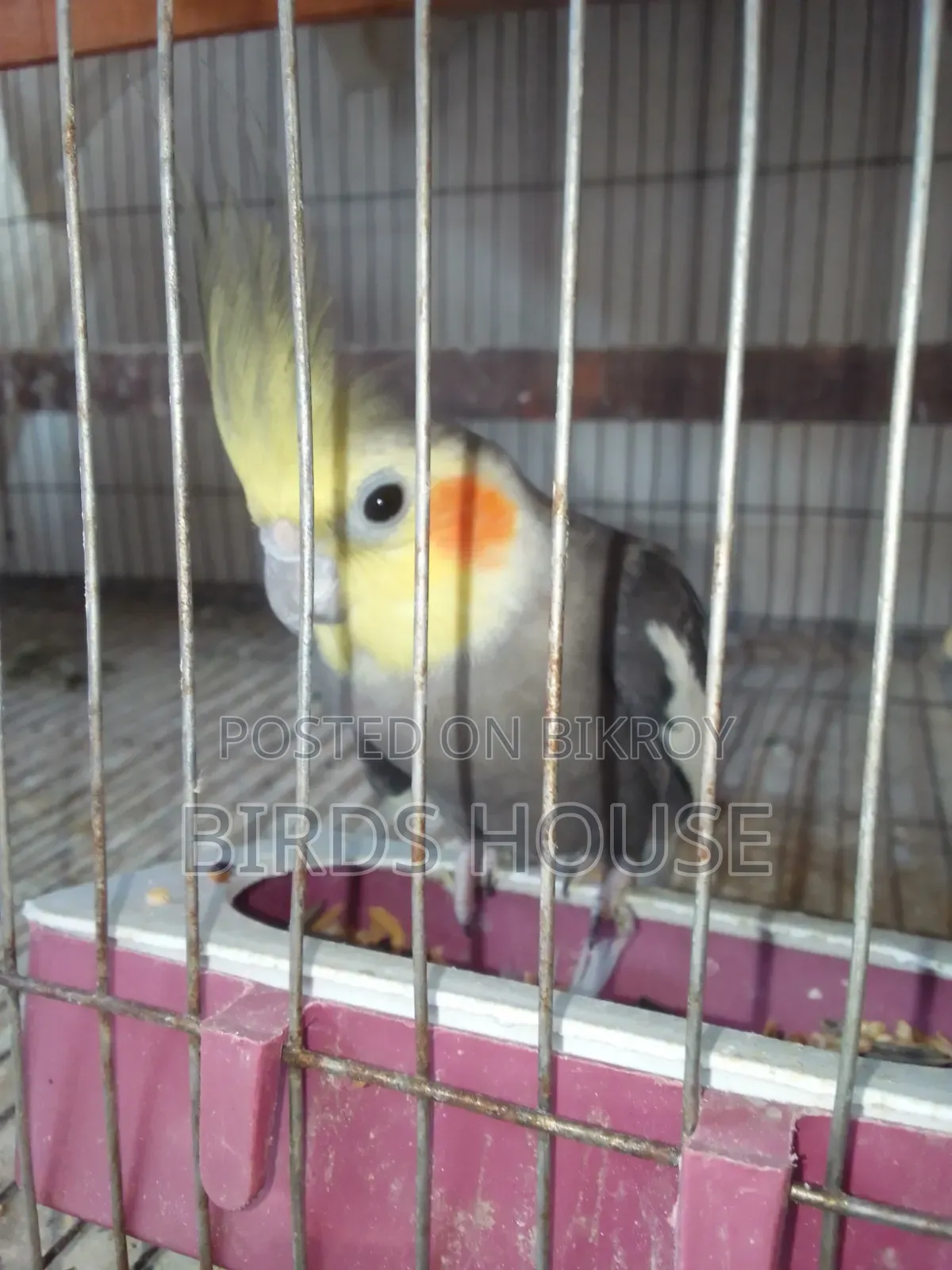 Grey Male Cockatiel