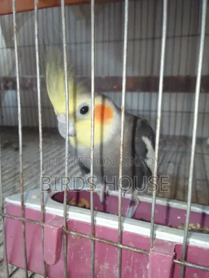 Grey Male Cockatiel