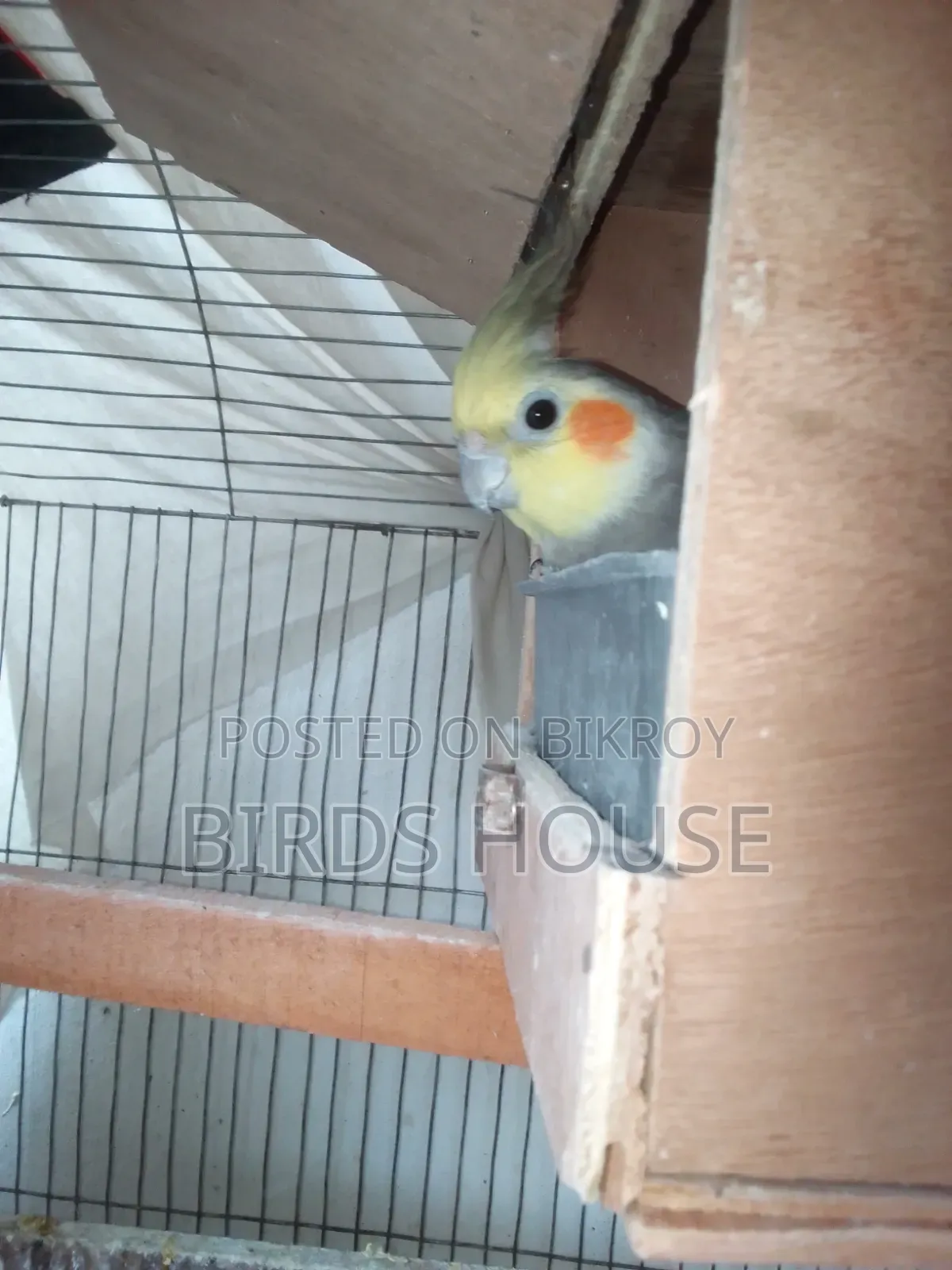 Grey Male Cockatiel