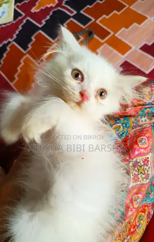 ১-৩ মাসের নর খাঁটি পার্সিয়ান