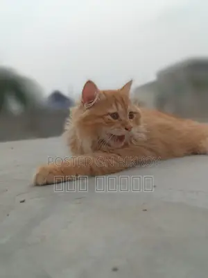 1-3 Months Male Purebred Turkish Angora