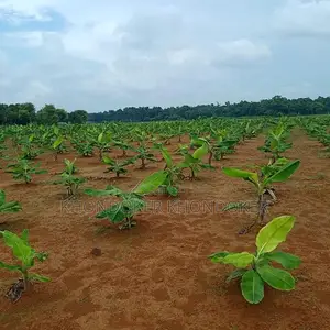 Industrial Land