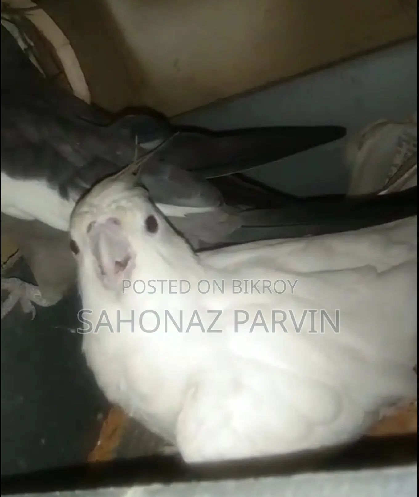 Albino Cockatiel