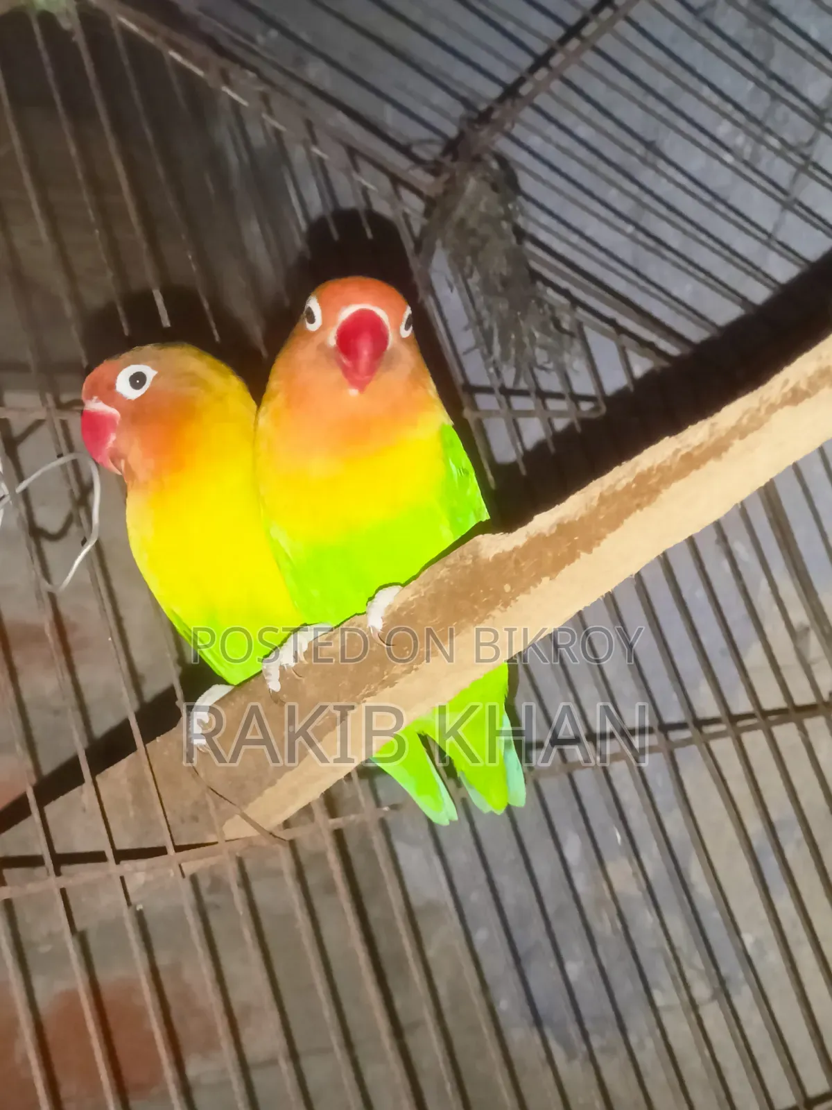 Lovebird Cockatiel
