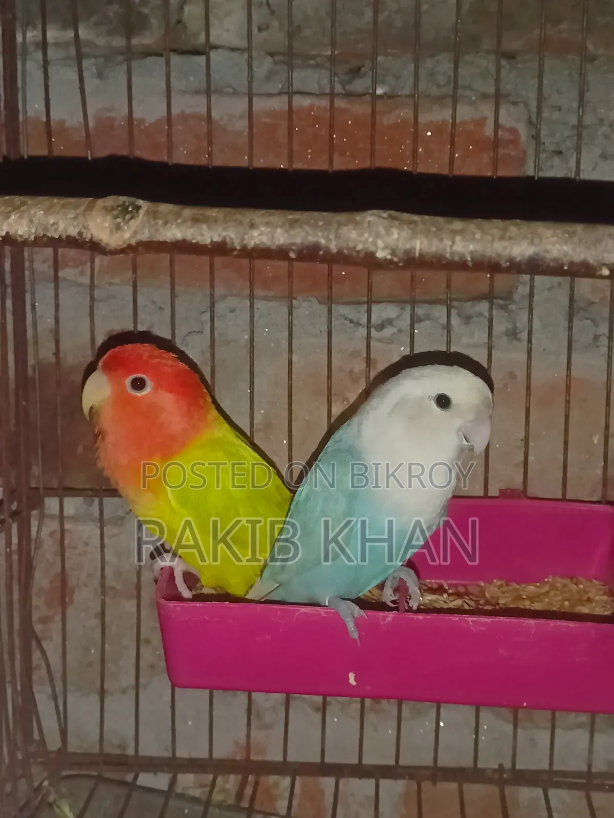 Lovebird Cockatiel