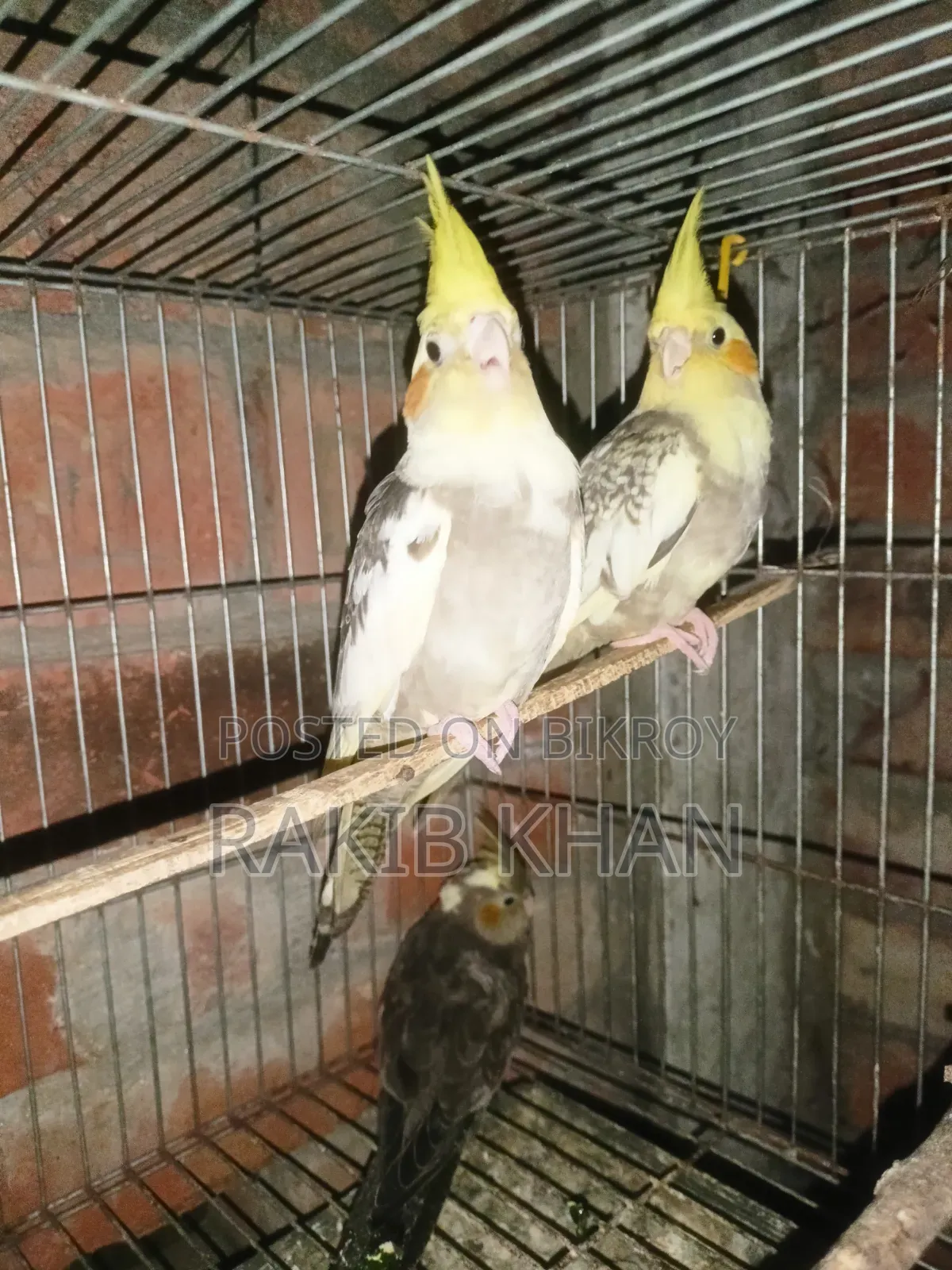 Lovebird Cockatiel
