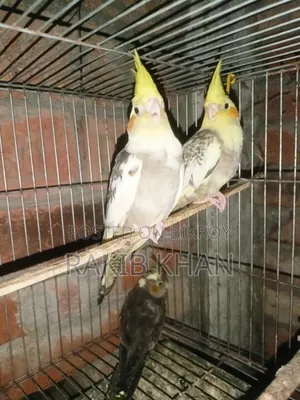 Lovebird Cockatiel