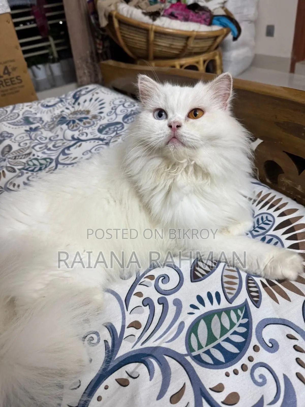 1+ Year Female Purebred Persian Cat