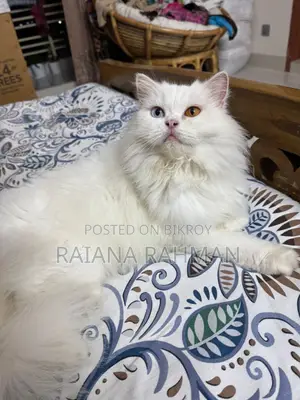 1+ Year Female Purebred Persian Cat