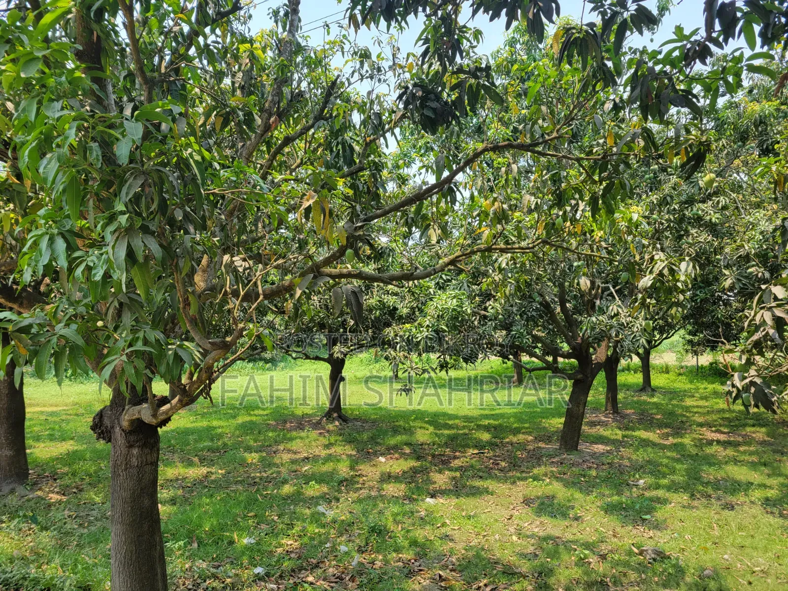৭ কাঠা জমি বিক্রয়ের জন্য (পবা, বিরাসাইল)