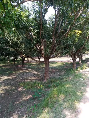 ৭ কাঠা জমি বিক্রয়ের জন্য (পবা, বিরাসাইল)