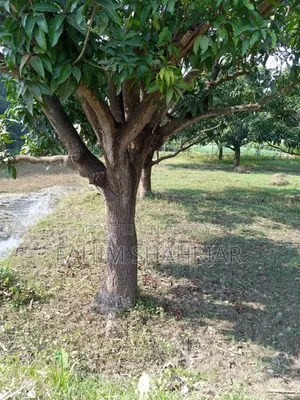 ৭ কাঠা জমি বিক্রয়ের জন্য (পবা, বিরাসাইল)