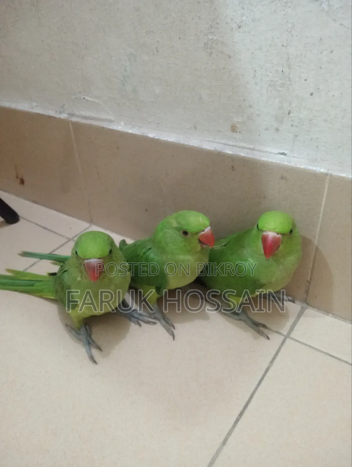 The birds are completely healthy. They are young, you can teach them to talk after getting them.