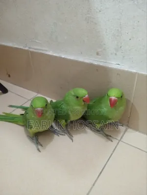 The birds are completely healthy. They are young, you can teach them to talk after getting them.