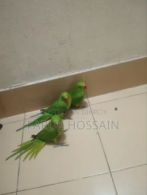 The birds are completely healthy. They are young, you can teach them to talk after getting them.