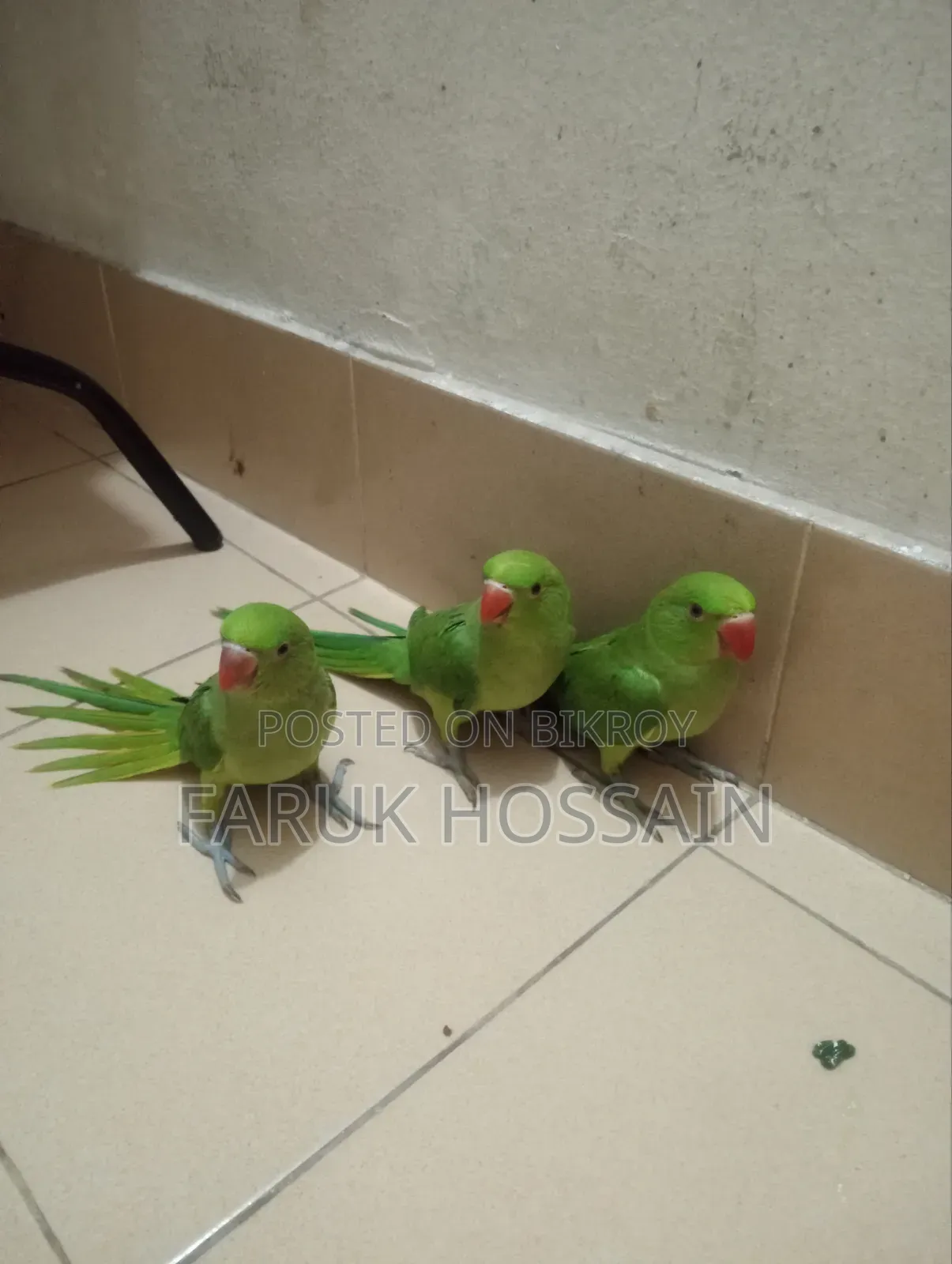 The birds are completely healthy. They are young, you can teach them to talk after getting them.