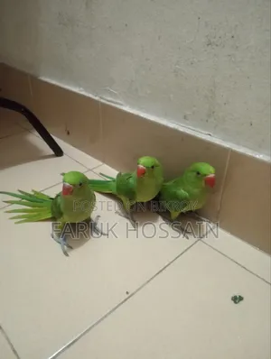 The birds are completely healthy. They are young, you can teach them to talk after getting them.