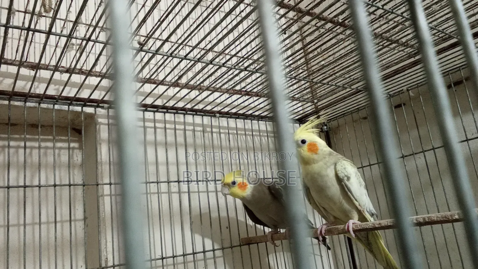 Cockatiel Running Pair