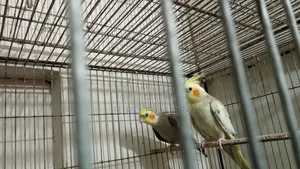 Cockatiel Running Pair