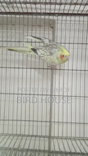 Cockatiel Running Pair