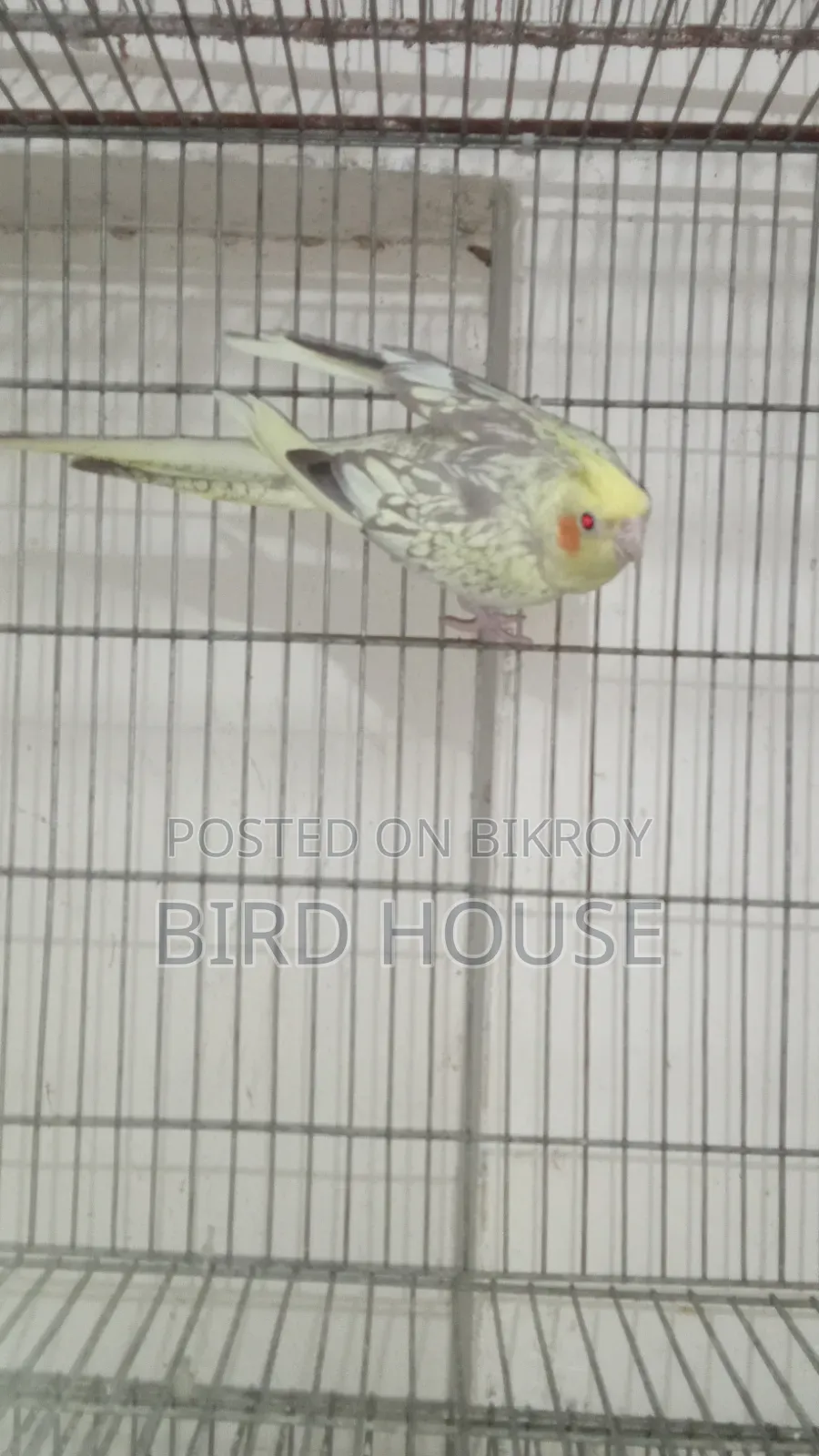 Cockatiel Running Pair