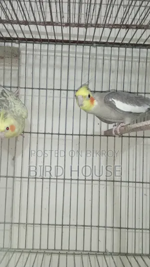 Cockatiel Running Pair