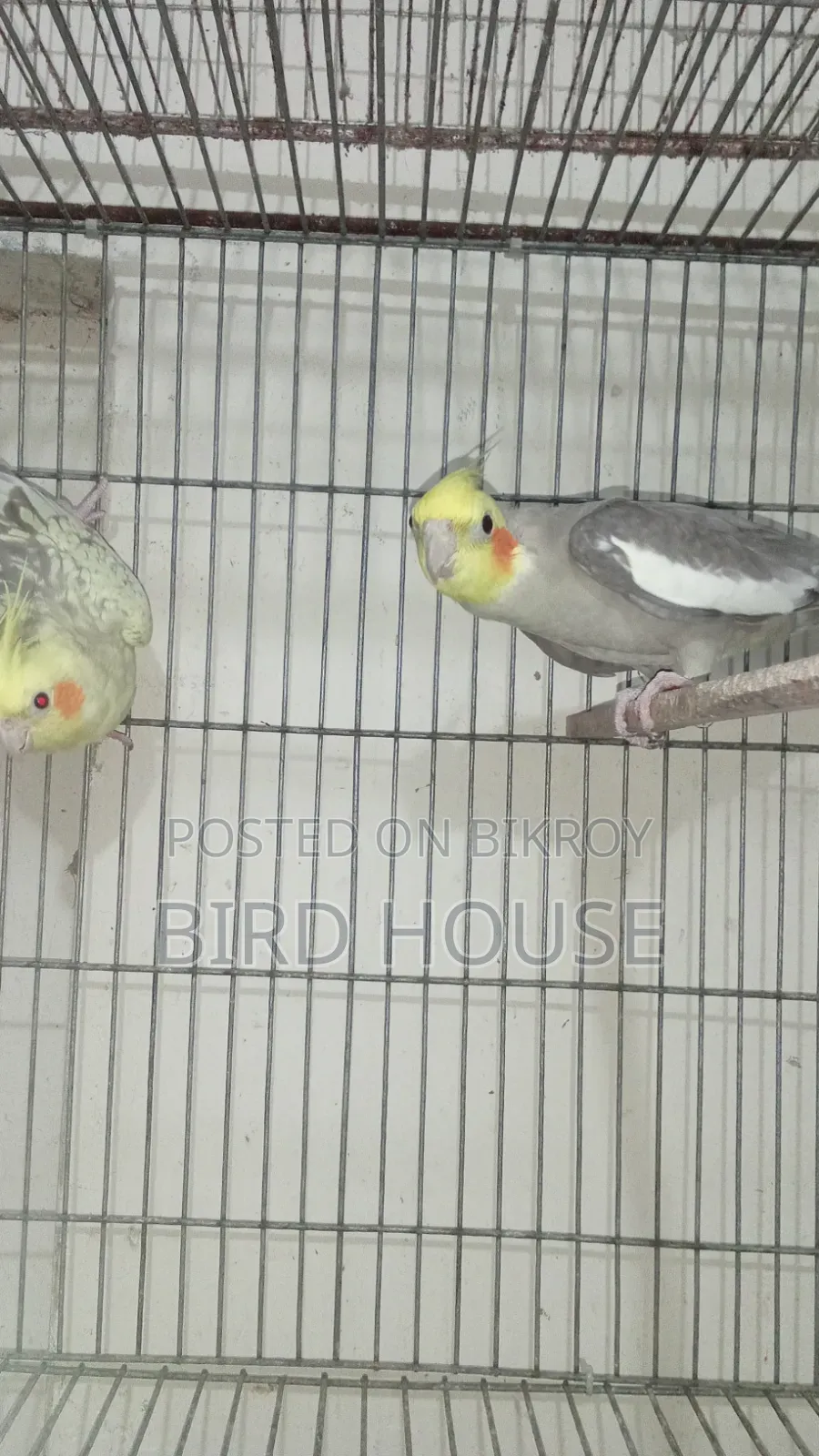 Cockatiel Running Pair