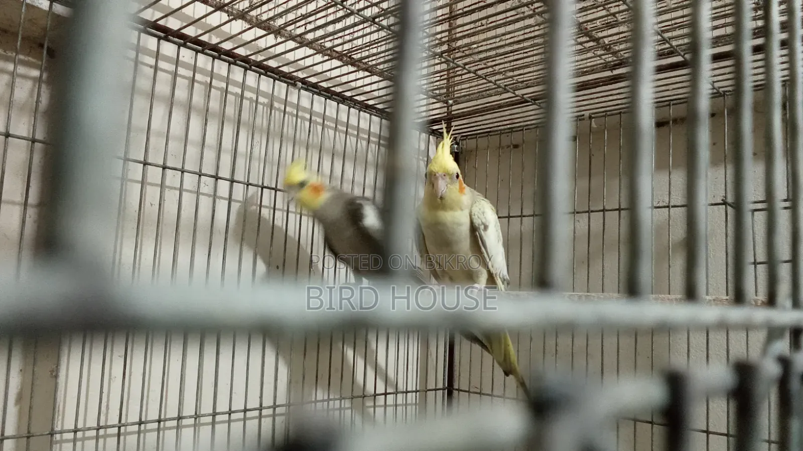 Cockatiel Running Pair