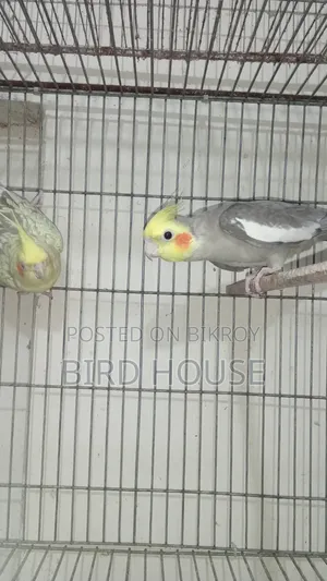 Cockatiel Running Pair