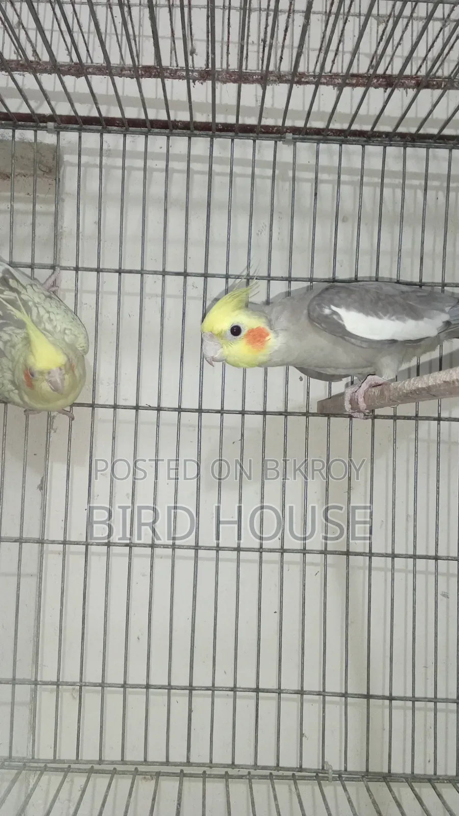 Cockatiel Running Pair