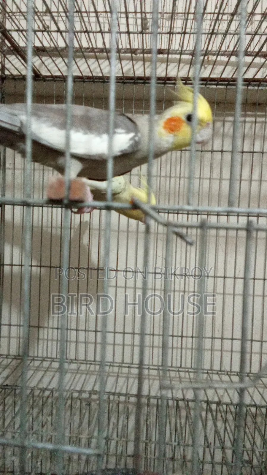 Cockatiel Running Pair
