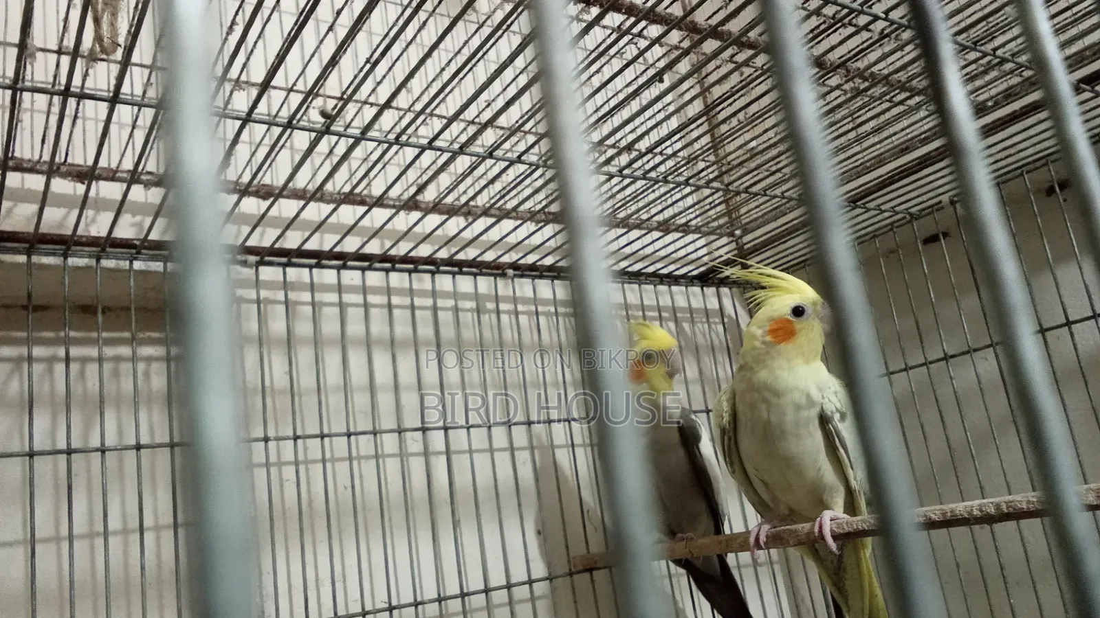Cockatiel Running Pair