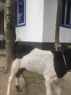 Large Breed Goat