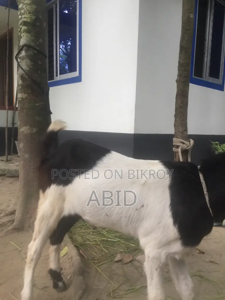Large Breed Goat
