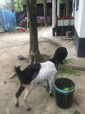 Large Breed Goat