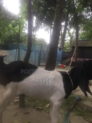 Large Breed Goat