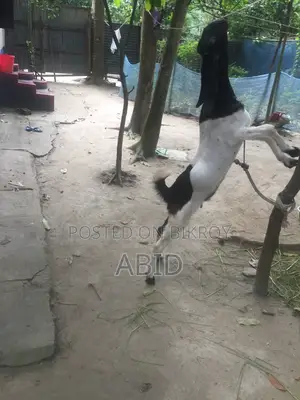 Large Breed Goat