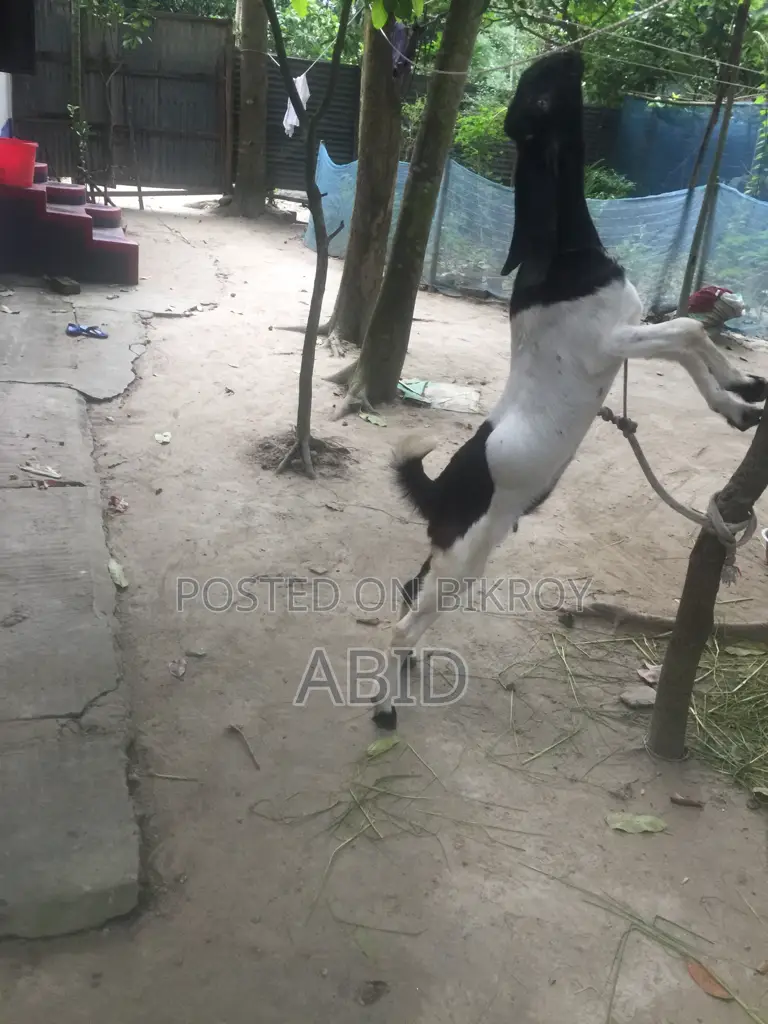 Large Breed Goat