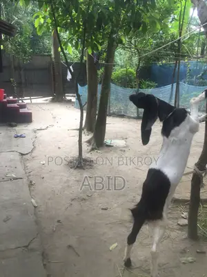 Large Breed Goat
