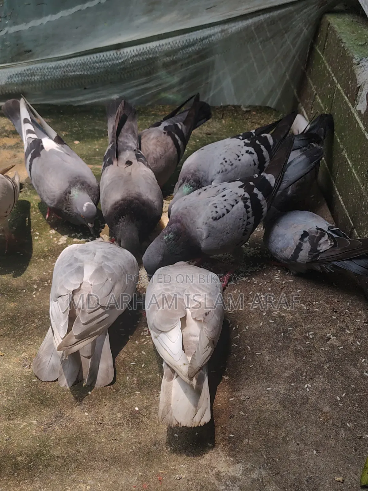 Pigeons laying eggs and breeding